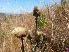 Cirsium remotifolium
