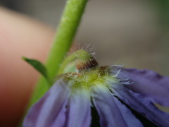 Scaevola albida