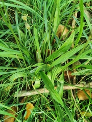 Plantago lanceolata