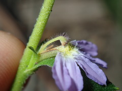 Scaevola albida