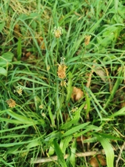 Plantago lanceolata
