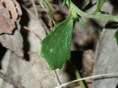 Scaevola albida