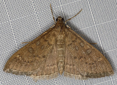 Mecyna mustelinalis
