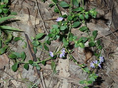 Scaevola albida