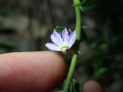 Scaevola albida