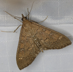 Mecyna mustelinalis
