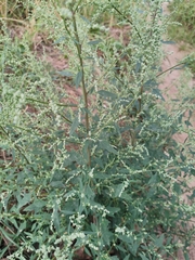 Chenopodium album