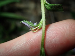 Scaevola albida