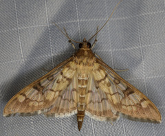 Mimorista subcostalis