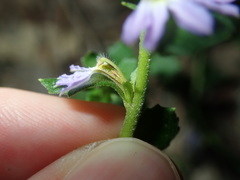 Scaevola albida