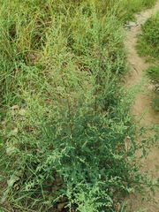Chenopodium album