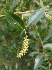 Salix