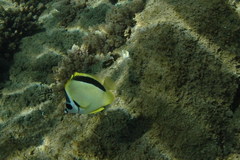 Johnrandallia nigrirostris