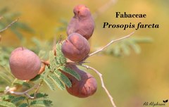 Prosopis farcta
