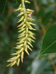 Salix
