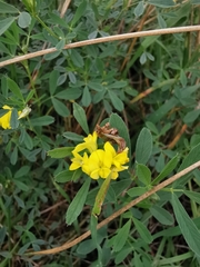Medicago falcata