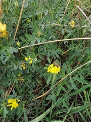 Medicago falcata