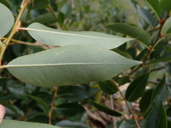Salix
