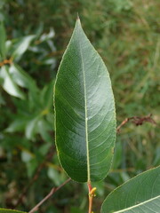 Salix
