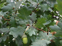 Quercus robur