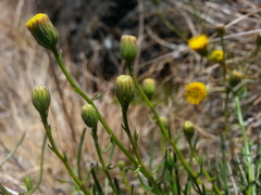 Erigeron reductus angustatus