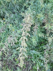 Urtica cannabina