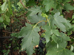 Acer pseudoplatanus