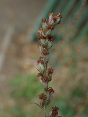 Artemisia vulgaris