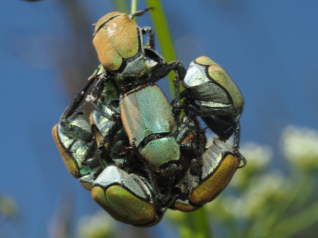 mountain monkey beetle