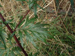Artemisia vulgaris
