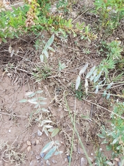 Gueldenstaedtia verna