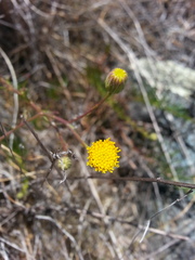 Erigeron reductus angustatus