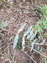 Gueldenstaedtia verna