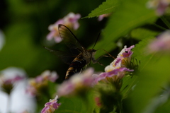 Cephonodes hylas