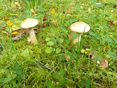 Fungi