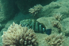 Cirrhitus rivulatus