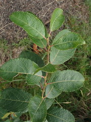 Salix × reichardtii