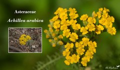 Achillea arabica
