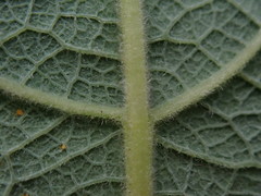 Salix × reichardtii