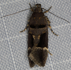 Pseudochelaria manzanitae