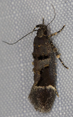 Pseudochelaria manzanitae