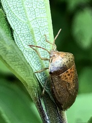 Ascra conspersa