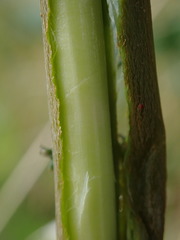 Salix × reichardtii