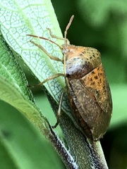 Ascra conspersa