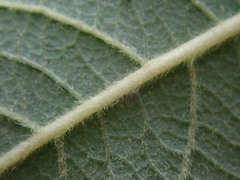 Salix × reichardtii