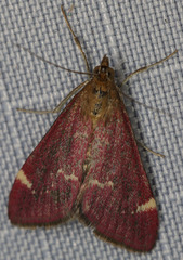 Pyrausta grotei