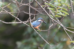 Alcedo atthis