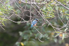 Alcedo atthis