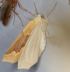 Sabulodes spoliata