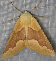 Sabulodes spoliata